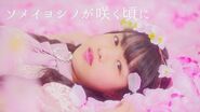 Somei Yoshino ga Sakukoro (Music Video)