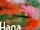 Hana (ORANGE RANGE)