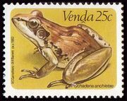 Venda 1982 Frogs d