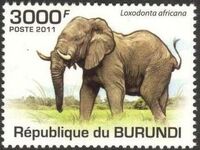 Burundi 2011 Elephants of the African Savanna k