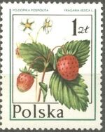 Poland 1977 Forest Fruits c