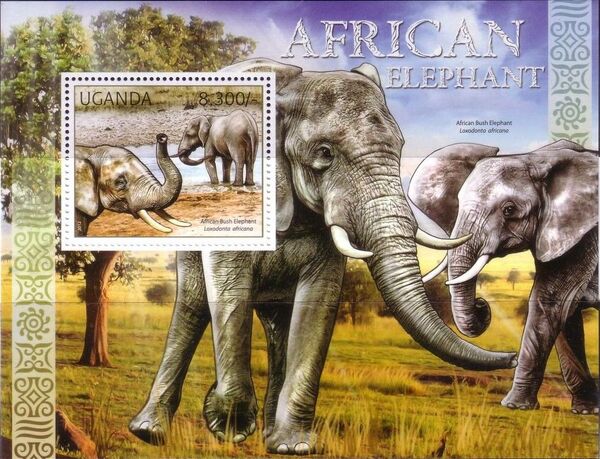 Uganda 2012 Fauna of African Great Lakes Region - African Elephant - African Bush Elephant g