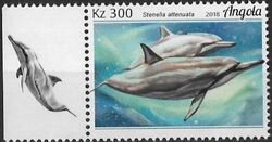 Angola 2018 Wildlife of Angola - Dolphins d