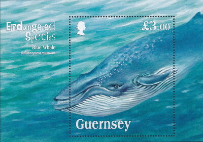 Guernsey 2011 Endangered Species - Blue Whale a