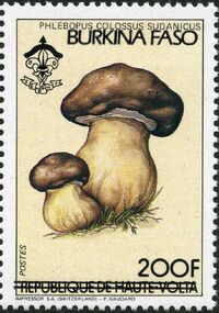 Burkina Faso 1985 Scouting and Fungi c