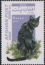 Afghanistan 2000 Cats e