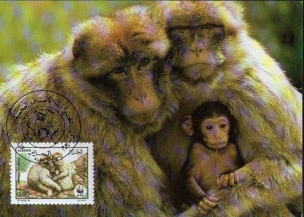 Algeria 1988 WWF - Barbary Macaque MCb