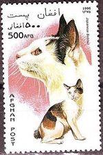 Afghanistan 1996 Cats b