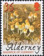 Alderney 2004 Mushrooms c