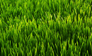 Touching Grass Tutorial 
