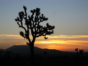 Desert Sunset 4