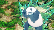 Panda se mettant en garde EP16