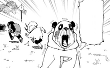 Panda and his siblings
