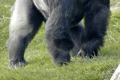 Gorillas (Earth-1600) | Comic Crossroads | Fandom