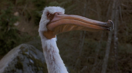 Pelican | Jumanji Wiki | Fandom