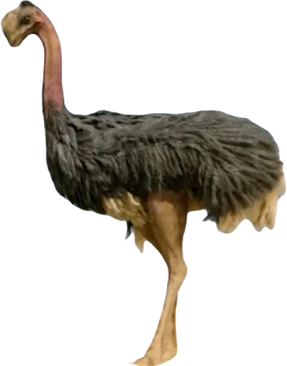Ostrich | Jumanji Wiki | Fandom Ostrich | Jumanji Wiki | Fandom
