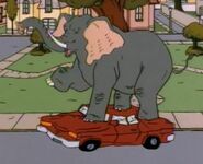 An Elephant released into Brantford.