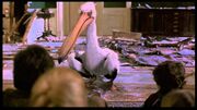 Jumanji Pelican Game