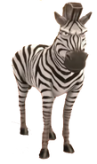 Zebras