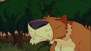 The Lioness searches for her cub.