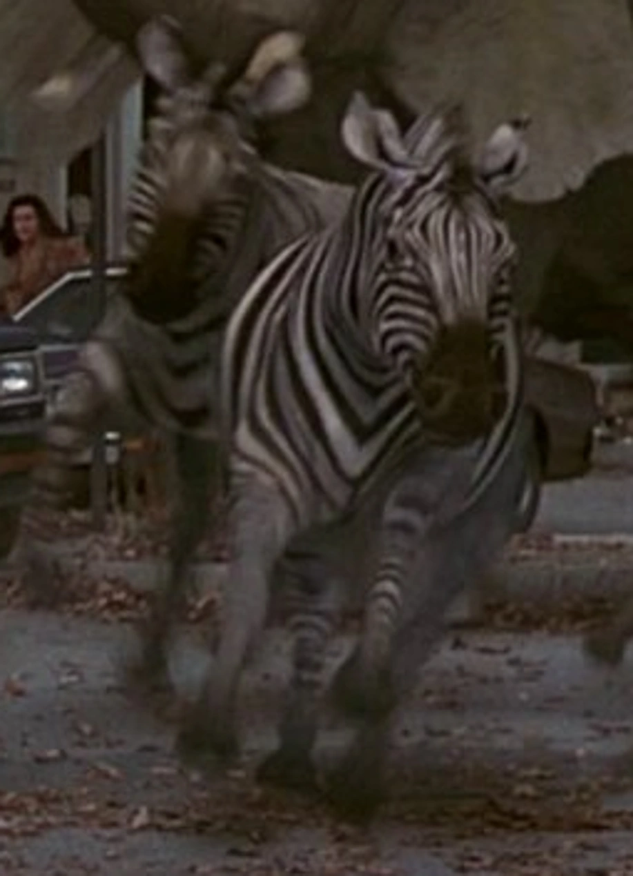 Zebra Jumanji Wiki Fandom