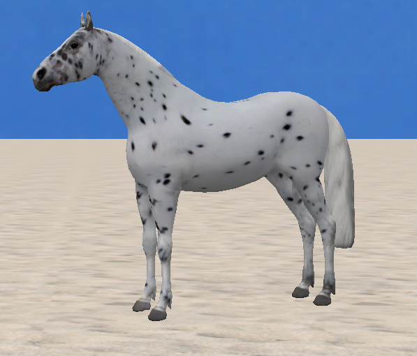 Appaloosa - Wikipedia