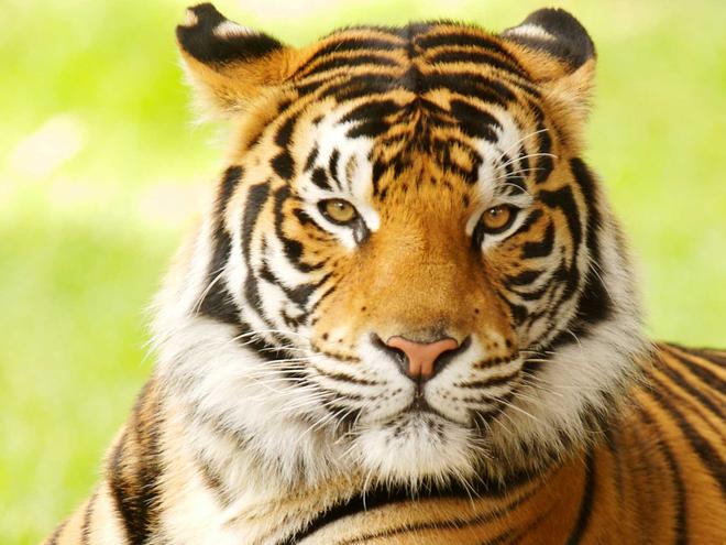 Tigers, Jungle Book 3D Wiki