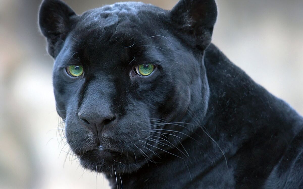 Panthers | Jungle Book 3D Wiki | Fandom Panthers | Jungle Book 3D Wiki | Fandom