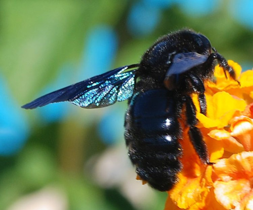 black bees