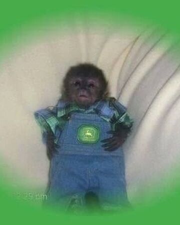 Small Monkey John Deere Milk Ape Wiki Fandom