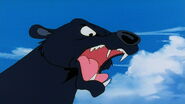 Bagheera Roaring