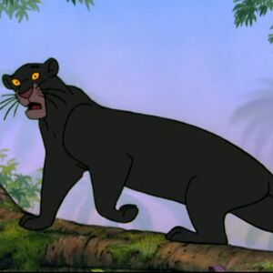 Bagheera Gallery Jungle Book Wiki Fandom Bagheera is the wise and respectable black panther who lives in the seoni jungle in india. bagheera gallery jungle book wiki