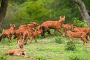 A Dhole clan.