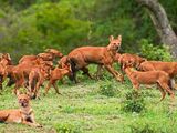 Dholes