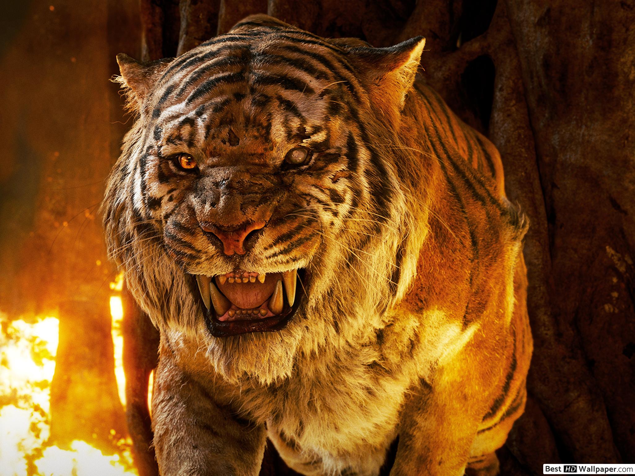 Tigers, Jungle Book 3D Wiki