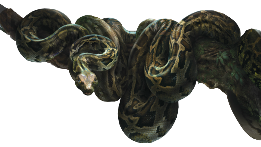 Kaa 2016 Jungle Book Wiki Fandom 718 x 308 jpeg 51 kb. kaa 2016 jungle book wiki fandom