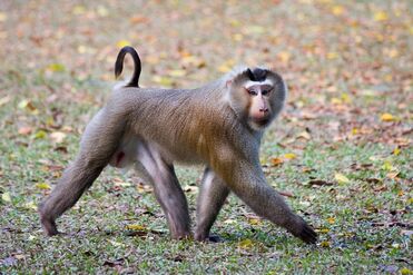 Pig-tailed Macaque