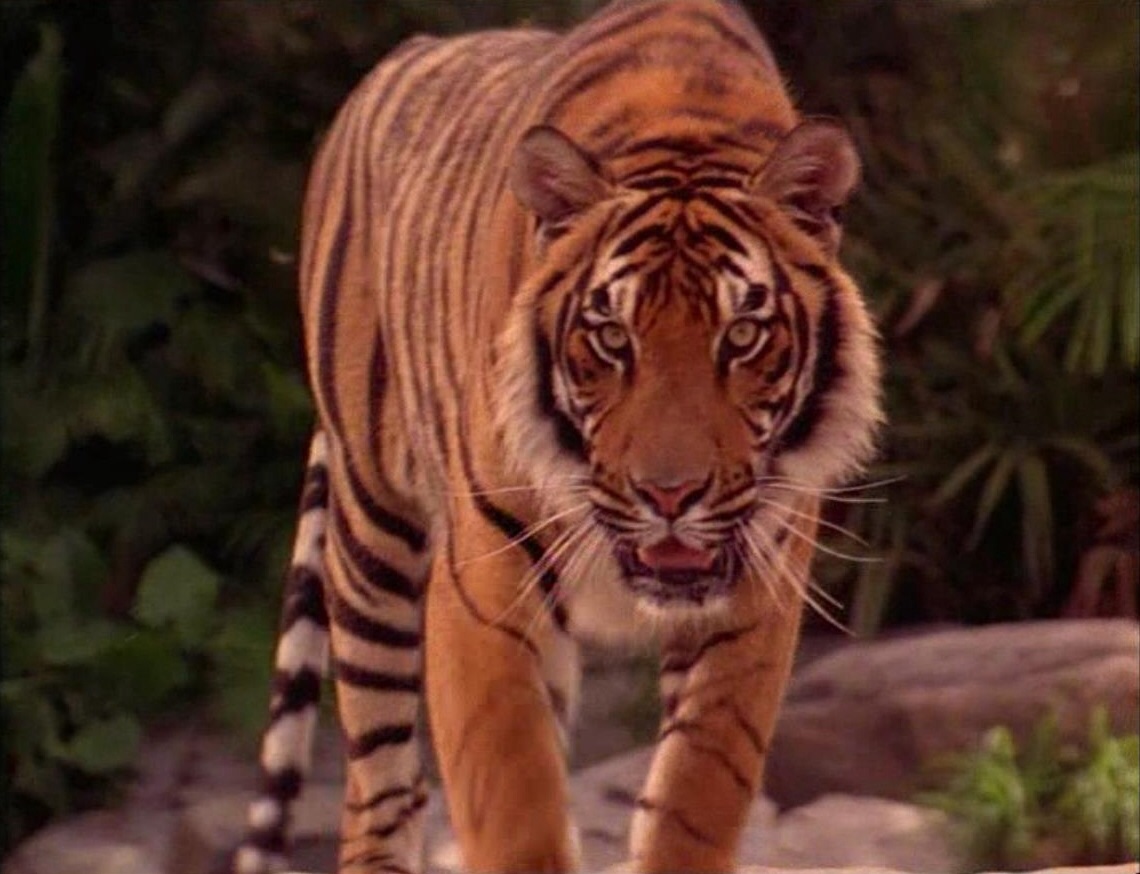 jungle book tiger