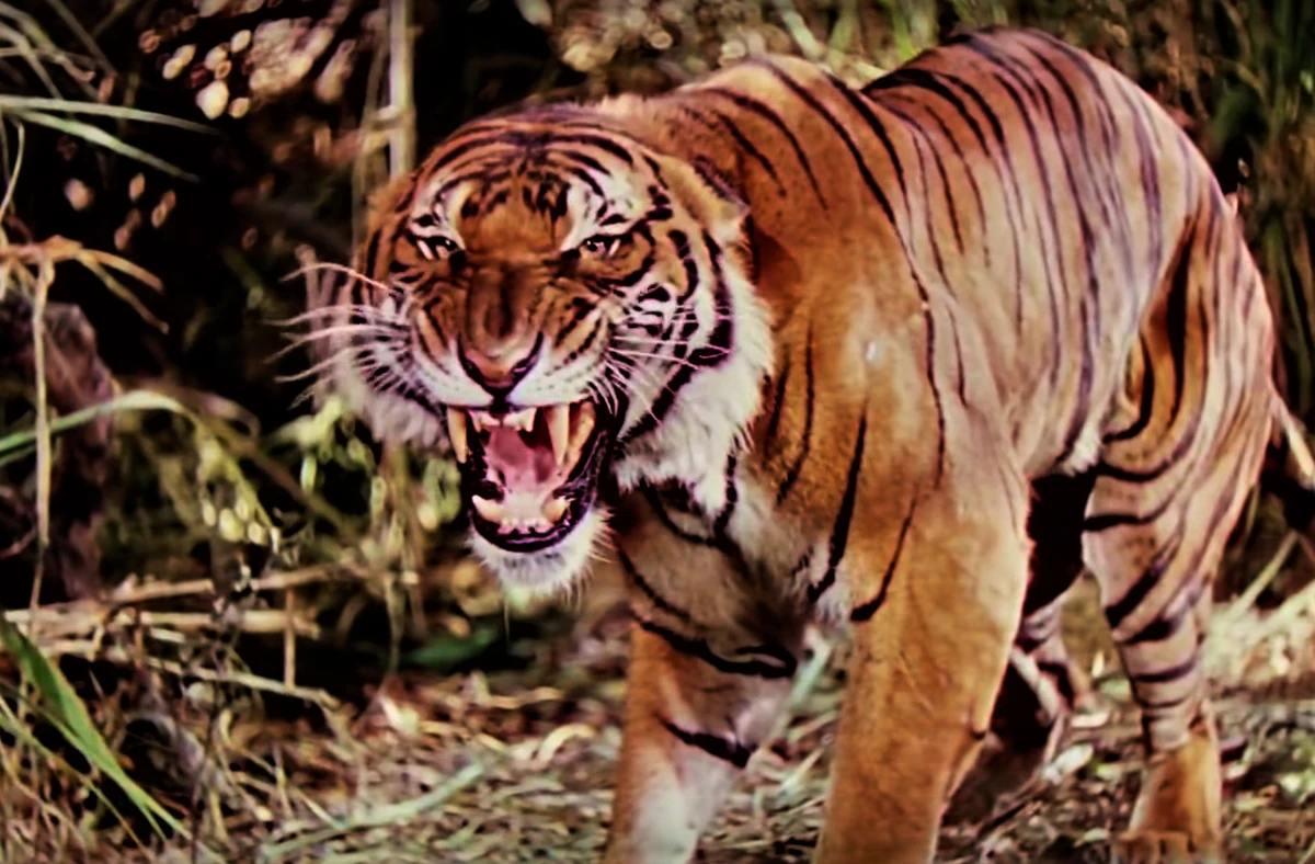 The Jungle Book 2 Shere Khan: Why the Sequel Villain Was Way Scarier Than You Remember