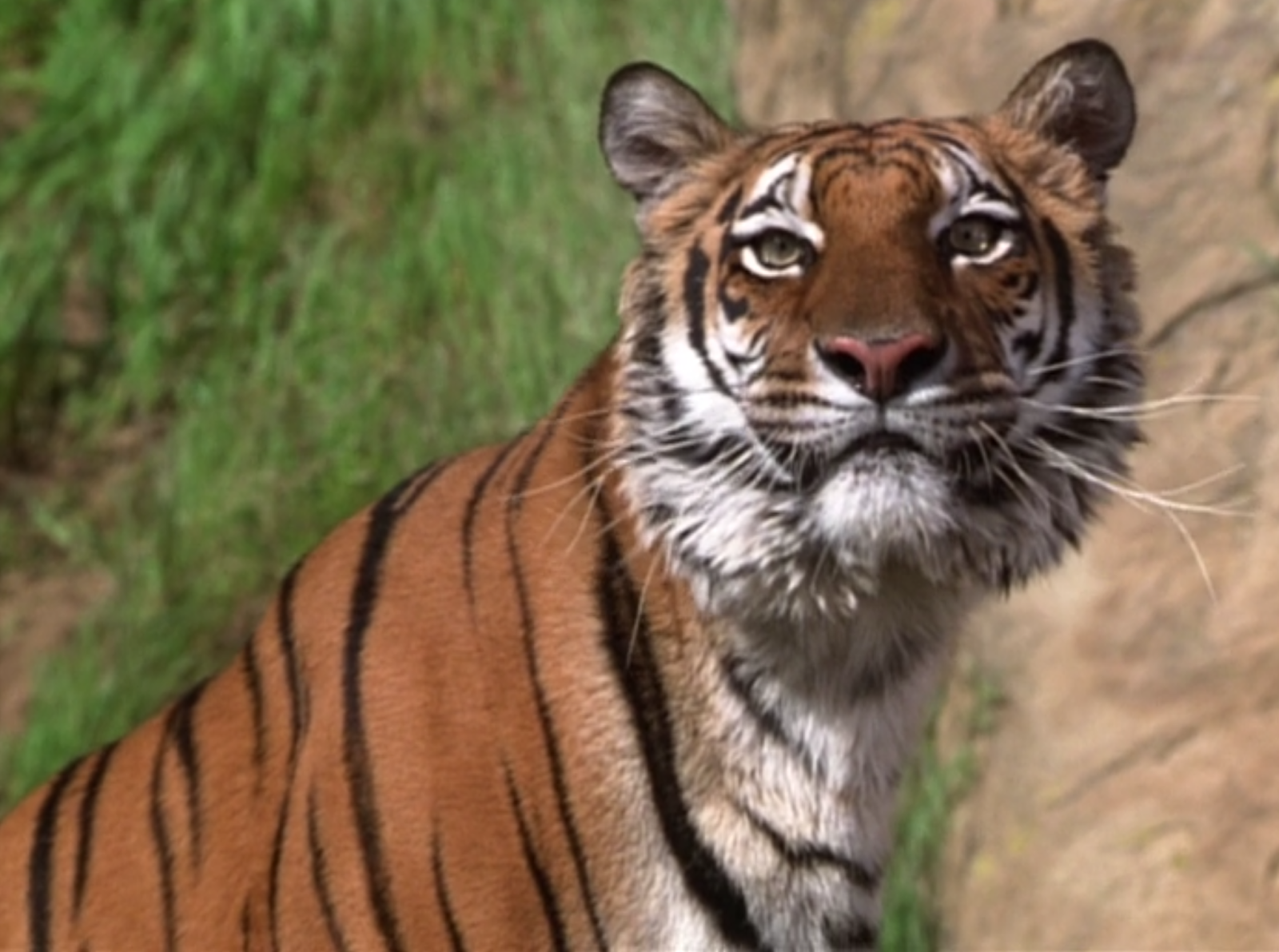 Tigers, Jungle Book 3D Wiki