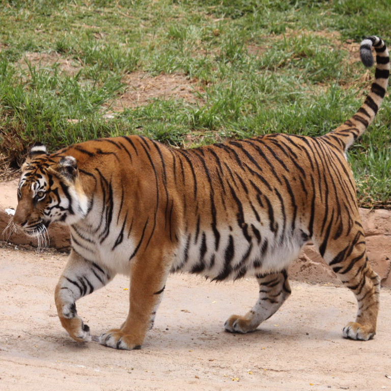 Where is the biggest bengal tigers?