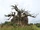 Baobab trees