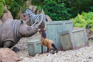 Jungle-cruise-trapped-safari-rhino-2.jpg (1.28 MB) Prodding at crates