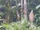 Tribal Trees