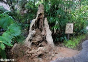 Pangani Forest 005