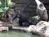 Kejo the Silverback