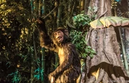 Cheeta the chimpanzee in the Great Movie Ride