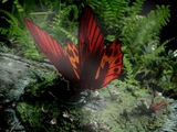 Giant Piranha Butterflies