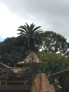 The-trees-of-disneyland-the-history-and-storytelling-of-the-parks-horticulture-1-414x552