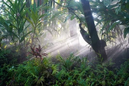 Jungle-Cruise-Morning-Mist-6-26-21-3751568-1200x800